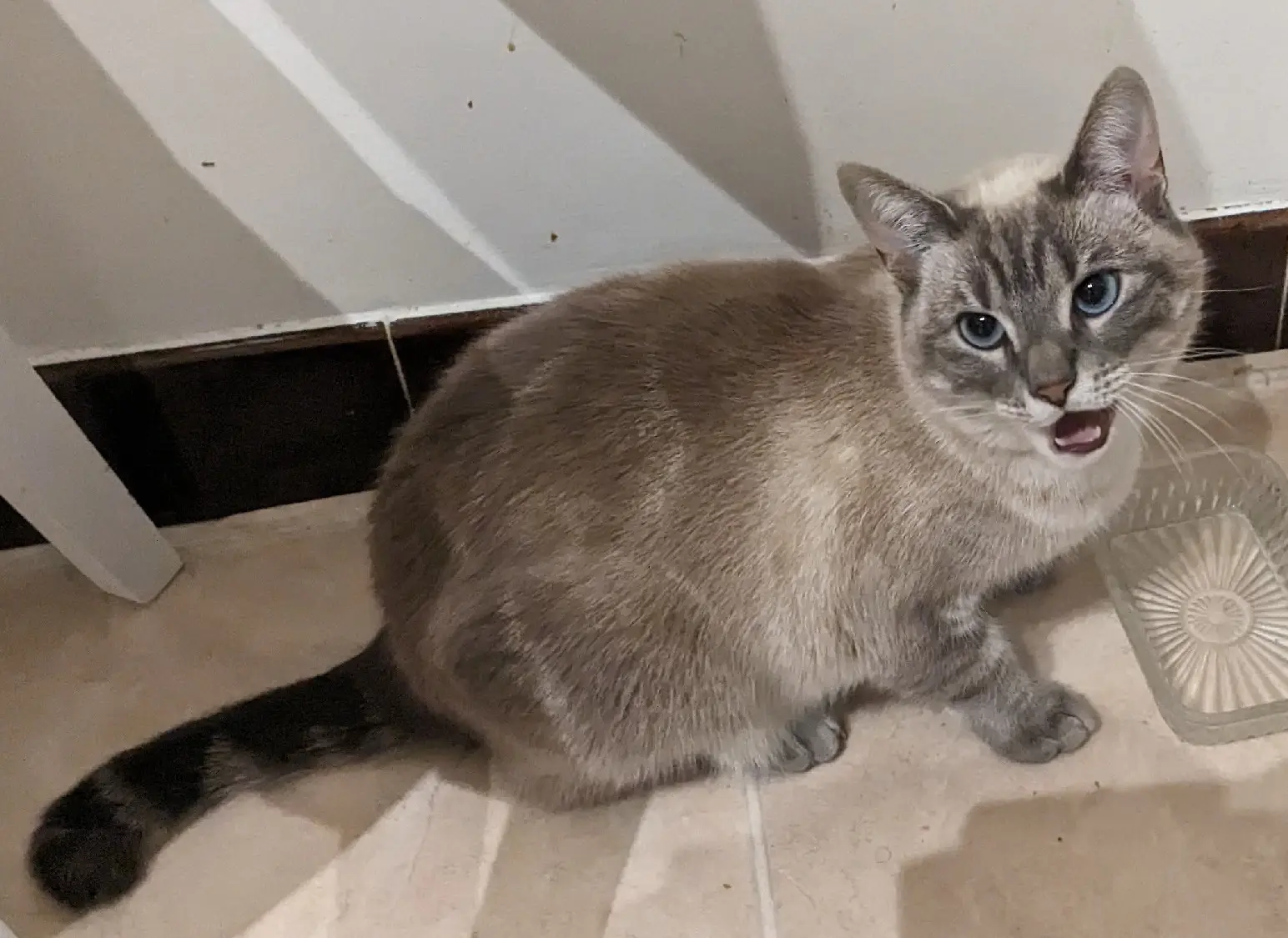 Chatte Perdue 95 Val-d'Oise Argenteuil - Crobe Chatte Perdue 95 Val-d'Oise Argenteuil - Crobe
