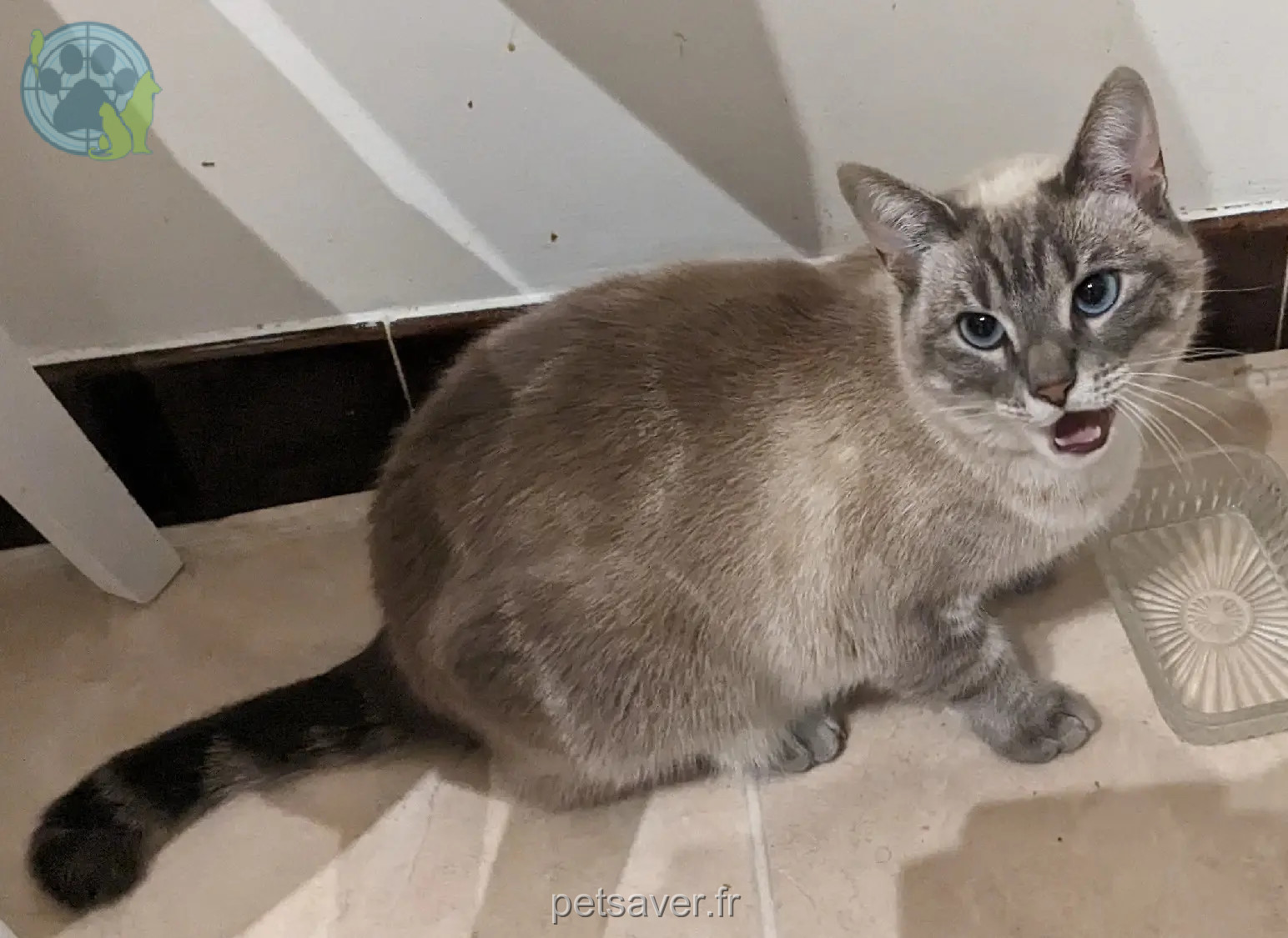Chatte Perdue 95 Val-d'Oise Argenteuil - Crobe Chatte Perdue 95 Val-d'Oise Argenteuil - Crobe