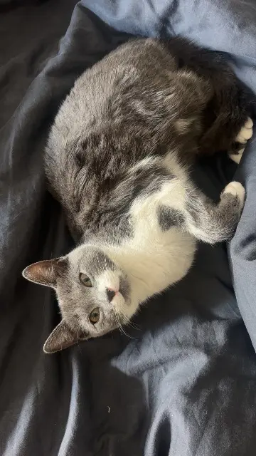 chatte lost   95100 Argenteuil Johanna