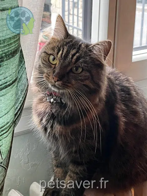 chatte lost   95100 Argenteuil Kiwi