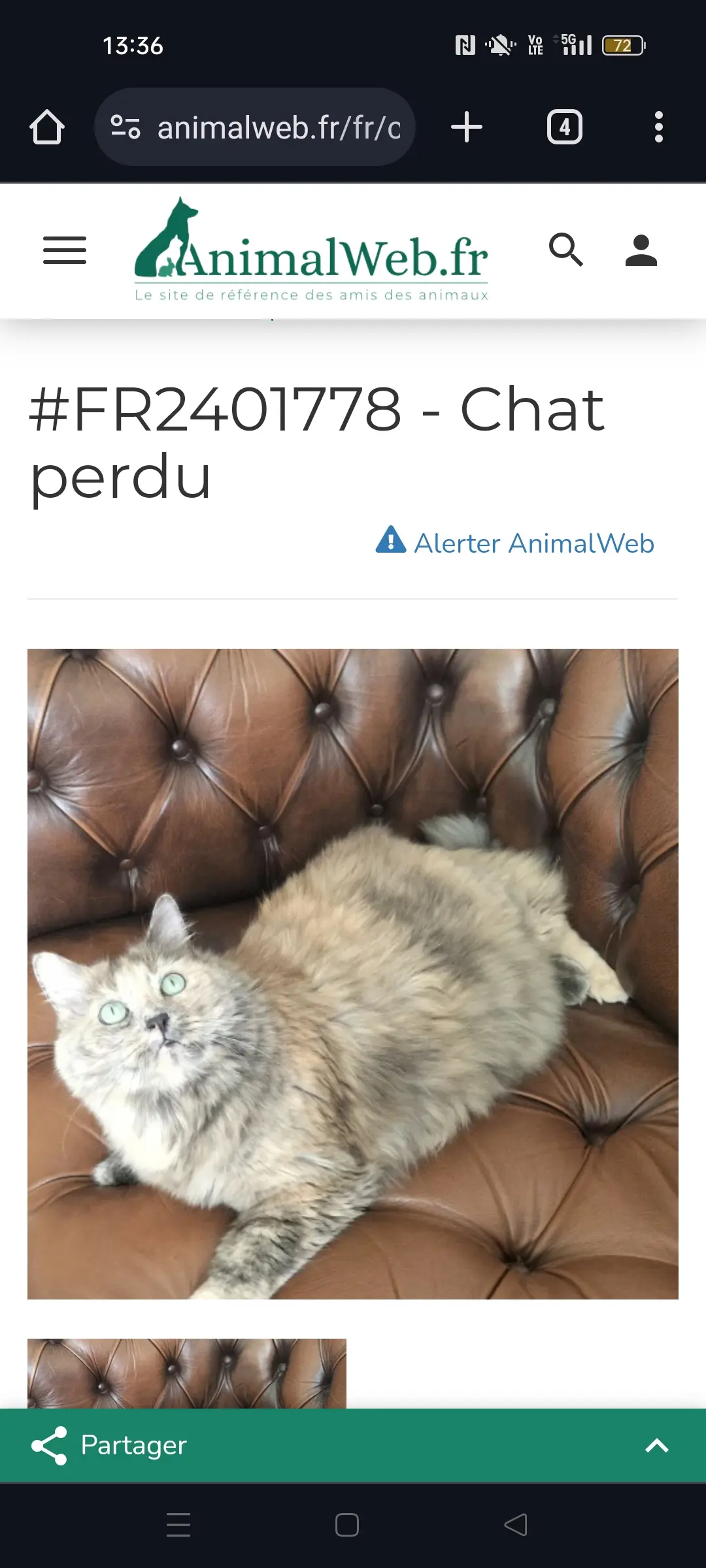 Chatte Perdue 95 Val-d'Oise Argenteuil - Macaria Chatte Perdue 95 Val-d'Oise Argenteuil - Macaria