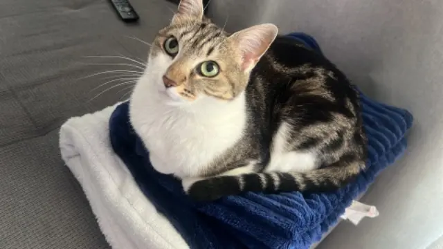 chatte lost   95100 Argenteuil Minouche