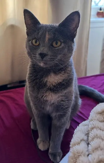 chatte lost   95100 Argenteuil Razou
