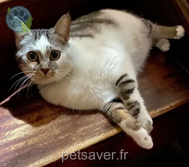chatte perdue Cergy Aria chatte lost Cergy Aria