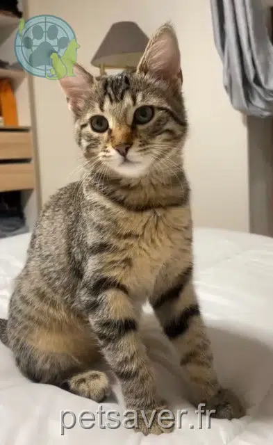 cat lost 95230 Soisy-sous-Montmorency Athéna cat lost 95230 Soisy-sous-Montmorency Athéna