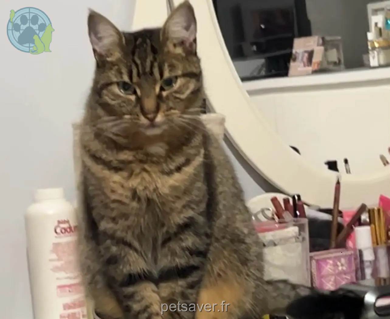 Chatte Perdue 95 Val-d'Oise - Becha Chatte Perdue 95 Val-d'Oise - Becha