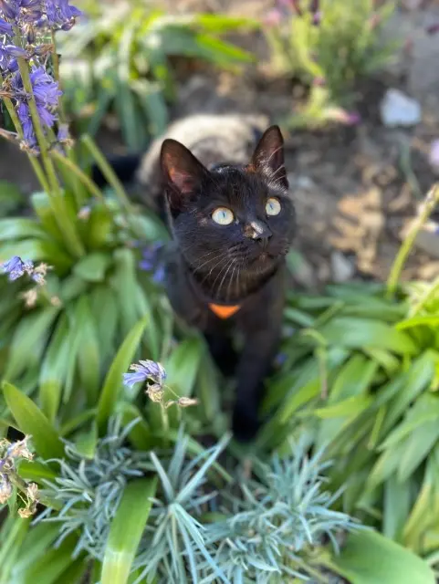 chatte lost   95120 Ermont Biscotte