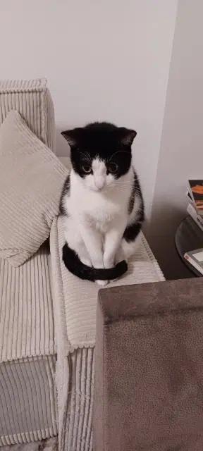 chatte lost   95220 Herblay-sur-Seine Bouboule