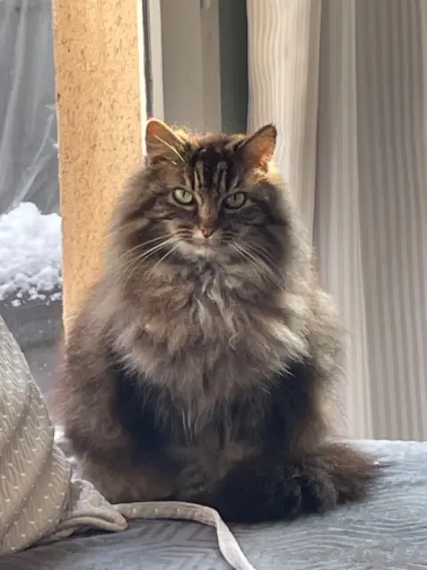 chatte lost   95390 Saint-Prix Chamalow