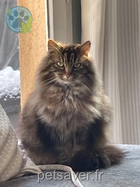 kat vermist 95390 Saint-Prix Chamalow kat lost 95390 Saint-Prix Chamalow