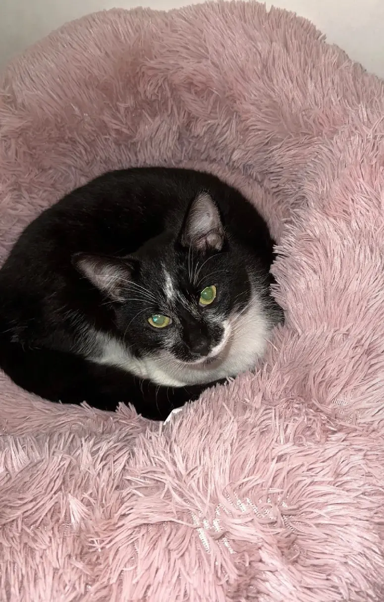 Chatte Perdue 95 Val-d'Oise - Chanel-cookie Chatte Perdue 95 Val-d'Oise - Chanel-cookie