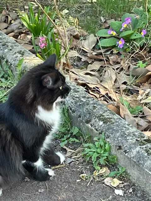 chatte lost   95370 Montigny-lès-Cormeilles chaussette