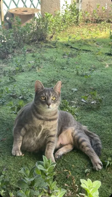 chatte lost   95400 Arnouville Chipie