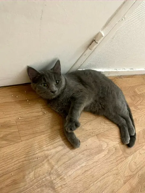 chatte lost   95370 Montigny-lès-Cormeilles CHIPIE