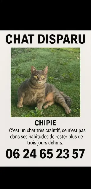 chatte lost   95400 Arnouville Chippie