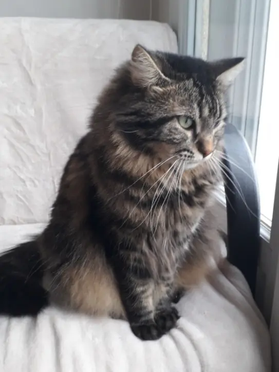 Chatte Perdue 95 Val-d'Oise - Choupette Chatte Perdue 95 Val-d'Oise - Choupette