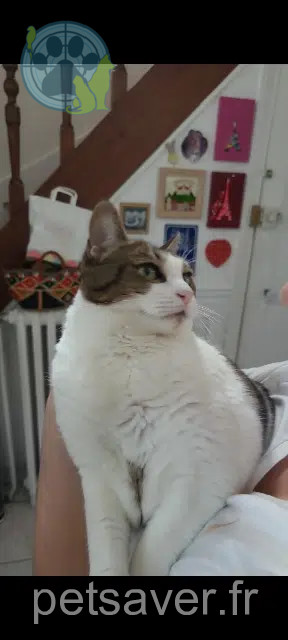 chatte lost   95160 Montmorency Clochette