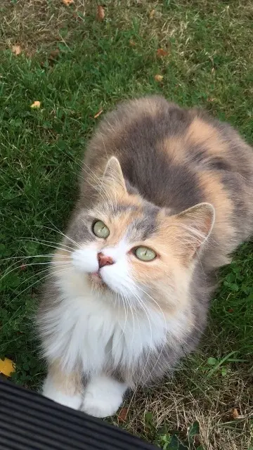 chatte lost   95770 Saint-Clair-sur-Epte Cookie