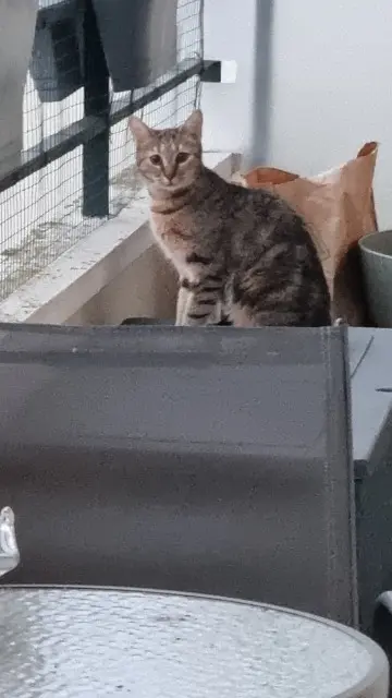 chatte lost    Pontoise Crevette