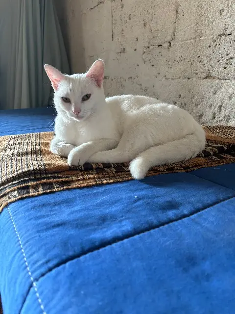 chatte lost   95650 Boissy-l'Aillerie Eglantine