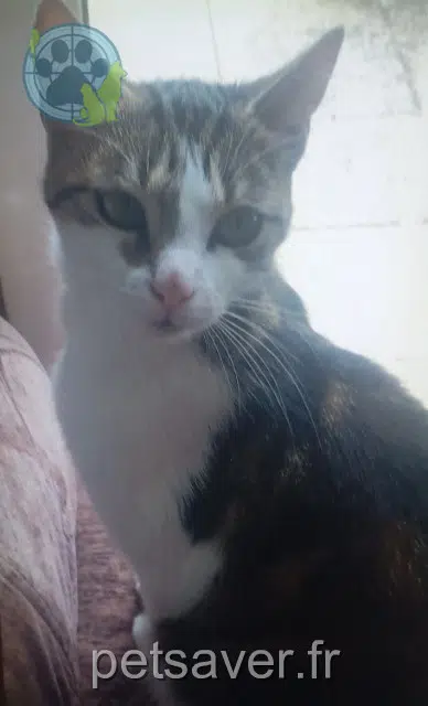 cat lost 95400 Arnouville Etoile cat lost 95400 Arnouville Etoile