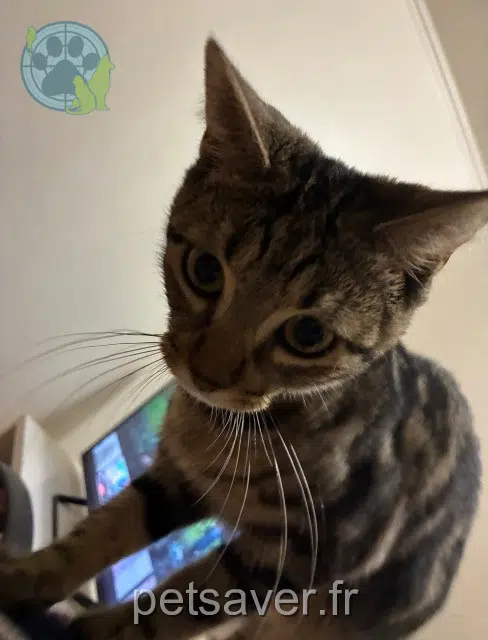 chatte lost   95200 Sarcelles Fraise