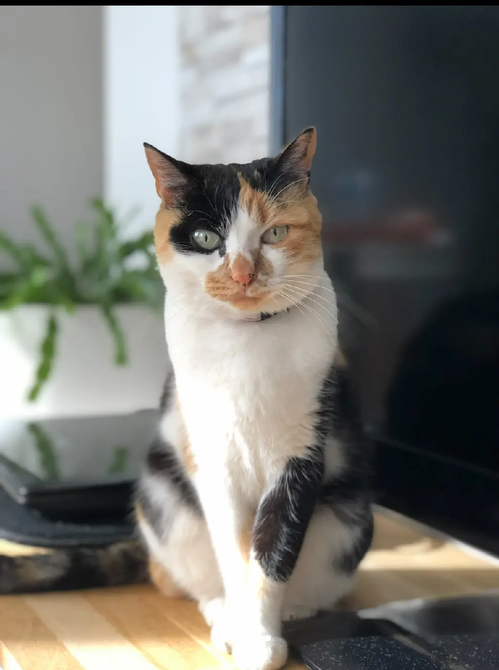 Chatte Perdue 95 Val-d'Oise - Girly Chatte Perdue 95 Val-d'Oise - Girly