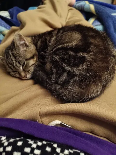 chatte lost   95370 Montigny-lès-Cormeilles Hachi