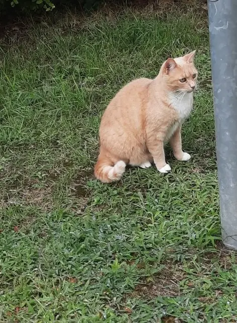 chatte lost   95260 Beaumont-sur-Oise Harrie