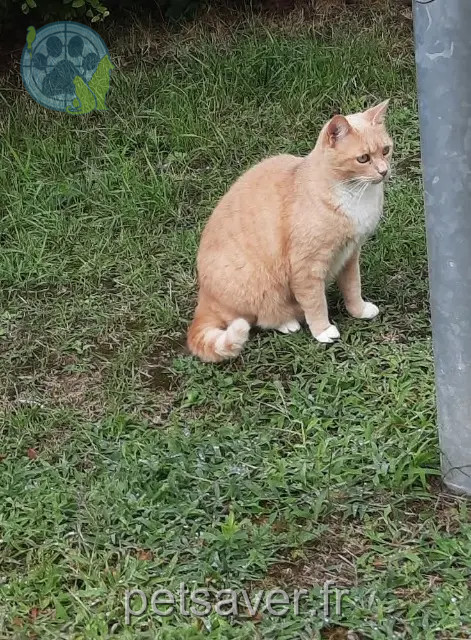 gata perdida 95260 Beaumont-sur-Oise Harrie gata lost 95260 Beaumont-sur-Oise Harrie