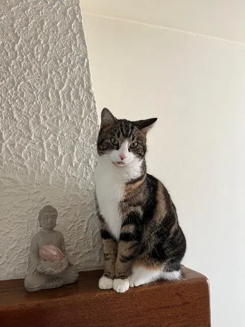 chatte lost   95260 Mours Indiana