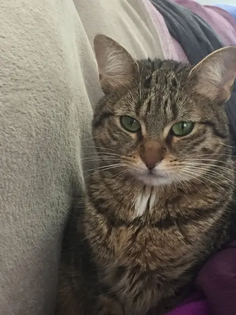 chatte lost   95170 Deuil-la-Barre Isis