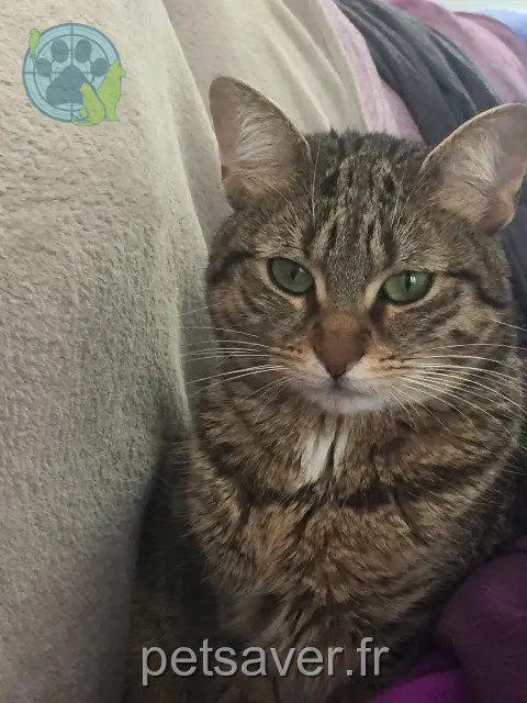 kat vermist 95170 Deuil-la-Barre Isis kat lost 95170 Deuil-la-Barre Isis