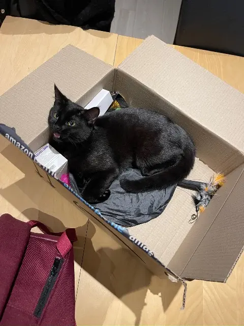 chatte lost   95250 Beauchamp Isis