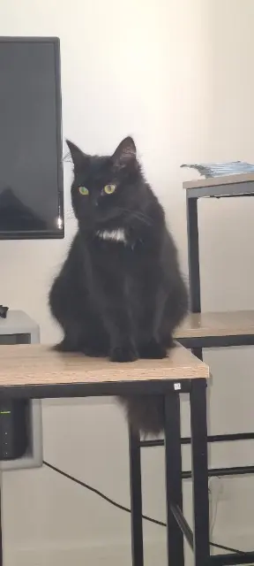chatte lost   95530 La Frette-sur-Seine Isis