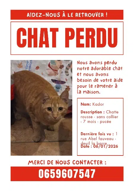 chatte lost   95170 Deuil-la-Barre Kador