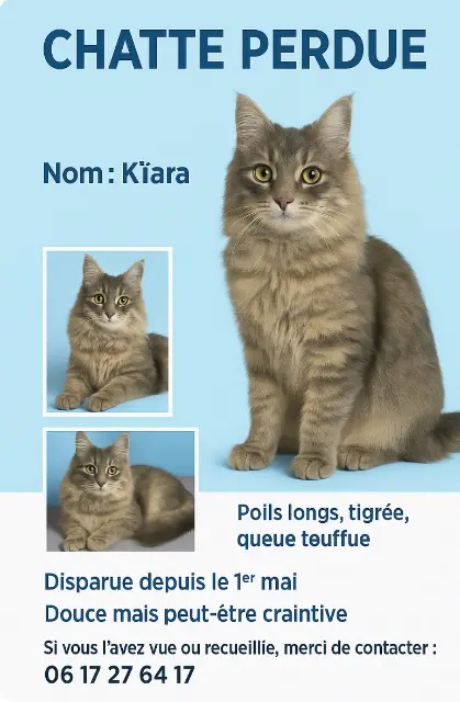 chatte lost   95400 Villiers-le-Bel Kiara