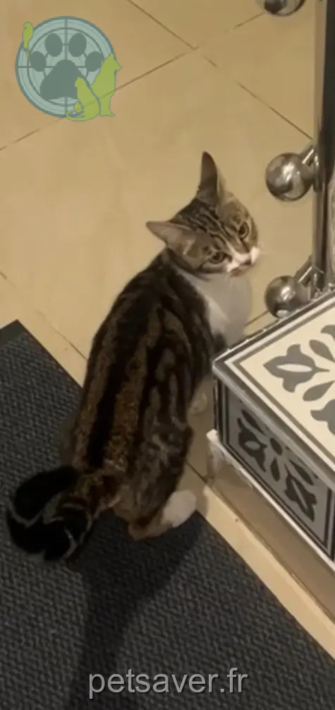 Chatte Perdue 95 Val-d'Oise - Kit Chatte Perdue 95 Val-d'Oise - Kit