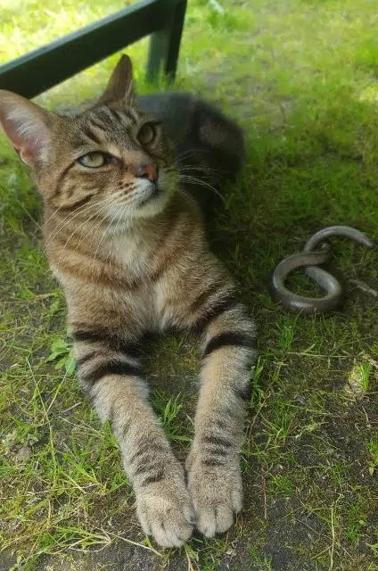 chatte lost   95270 Viarmes Lilas