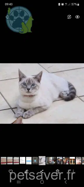 Katze vermisst 95120 Ermont Lilly Katze lost 95120 Ermont Lilly