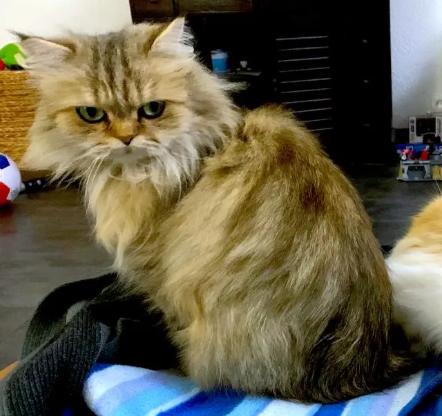 chatte lost   95280 Jouy-le-Moutier Lilou