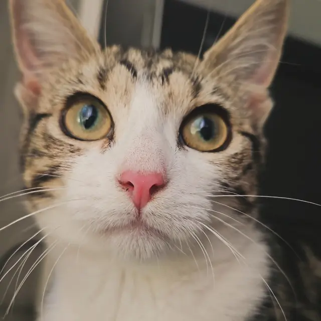 chatte lost   95320 Saint-Leu-la-Forêt Lucia