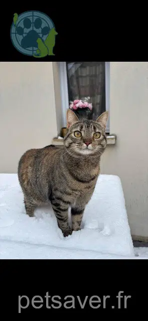 chatte lost   95620 Parmain Luna
