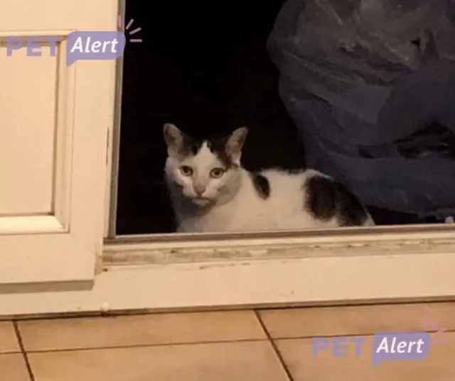 chatte lost   95120 Ermont Luna