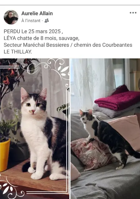 chatte lost   95500 Le Thillay LÉYA