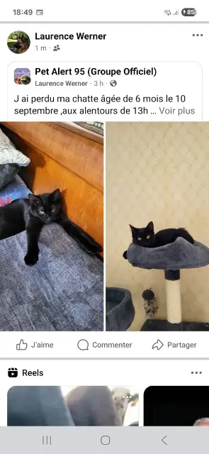 chatte lost   95120 Ermont Maya