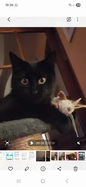 chatte lost   95120 Ermont Maya