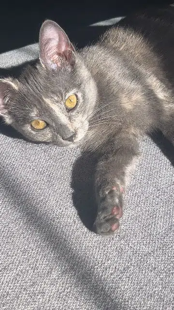 chatte lost   95190 Goussainville Mei