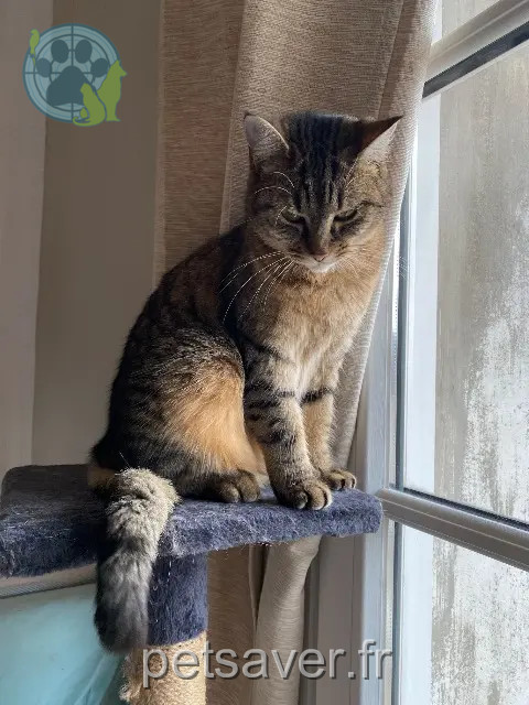 Katze vermisst 95430 Auvers-sur-Oise Michemouche Katze lost 95430 Auvers-sur-Oise Michemouche