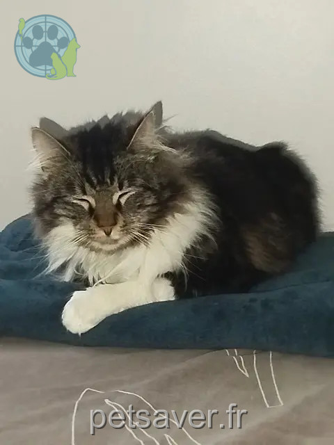 Katze vermisst 95700 Roissy-en-France Milady Katze lost 95700 Roissy-en-France Milady